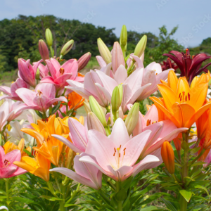 Lily Bouquet