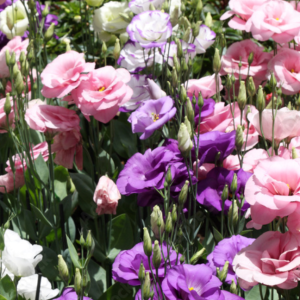 Lisianthus Bouquet