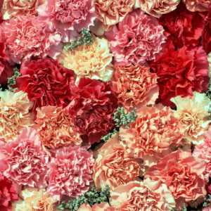 Carnation Bouquet
