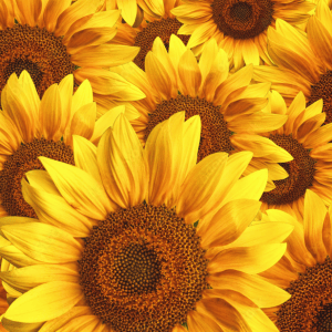 Black Hole Sun Bouquet