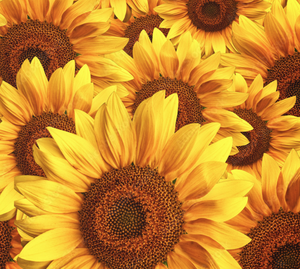 Black Hole Sun Bouquet